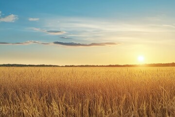 Obraz premium Sunlit wheat field stretching under a bright, clear blue sky, creating a peaceful and natural landscape