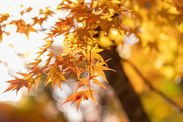 Obraz premium 黄色に色づく美しいモミジの葉