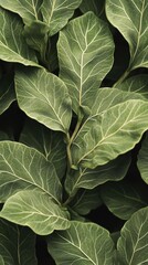 Fototapeta premium Intricate Veins of Green: A Close-Up of Lush Foliage