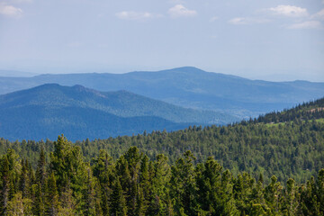 Obraz premium Pine trees and blue hills in the distance. Landscapes of mountain Shoria. Kemerovo region, Russia