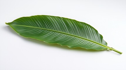 Obraz premium Vibrant Tropical Leaf on Smooth White Surface