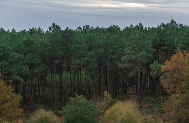 A photograph of a coniferous forest, next to which the bushes and trees are yellow. Autumn landscape