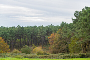 A photo with elements of green grass in the foreground, along with trees and bushes that have yellow and orange leaves. In the background in the center of the frame is a coniferous forest.