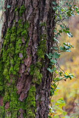 Vertical photograph of a tree trunk covered with moss and ivy. In the background there are yellow plants in strong defocus
