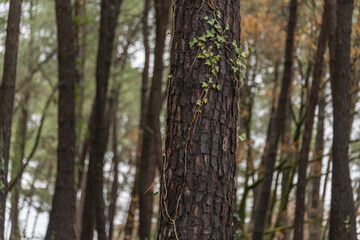 Photo of a coniferous tree trunk, with a small amount of ivy. Trunks of other trees in the background are very out of focus