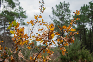 Photo of a tree branch with golden leaves. There are other green trees in the background, strongly out of focus.
