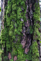 Vertical photograph of a fragment of a tree trunk covered with green moss