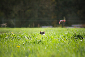 Black and white cat in a grass field peeking thought long green grass strands, Black cat ears, North Rhine-Westphalia, Germany