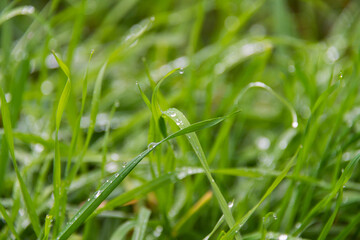 Close-up photo of green grass with water drops after rain, focusing on one blade of grass. Side view. The rest of the grass is out of focus