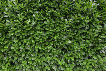 Photo of a wall of many green leaves. Great as a background