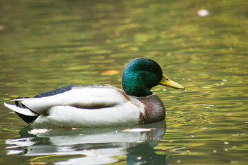 Fototapeta premium Green male mallard duck swimming in a reflective pond from the side, North Rhine-Westphalia, Germany