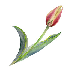 Fototapeta premium Spring bulb flower, yellow and red tulip bud with stem and green leaves, isolated botanical illustration hand drawn in watercolor. Single element object for wedding bouquet, florist shop, stationery.