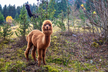 Two brown LLamas walk on the mountains slopes