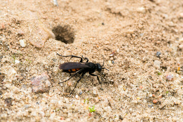Frühlings-Wegwespe (Anoplius viaticus) 