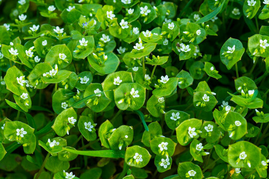 Gew&ouml;hnliches Tellerkraut (Claytonia perfoliata)