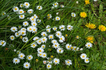 Gewöhnliches Gänseblümchen (Bellis perennis) © Karin Jähne