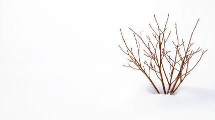 Obraz premium withered plant emerges from blanket of snow, showcasing resilience