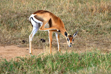impala in the savannah