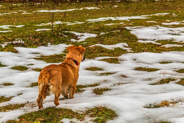Landscapes - Forest - Europe, Romania, Suceava region 