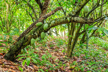 A tree with a branch full of green leaves and brown leaves