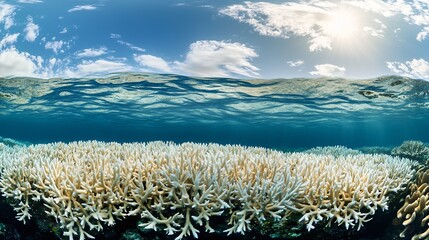 Expansive Coral Reef Under Sunlit Ocean Surface at Tropical Paradise : Generative AI