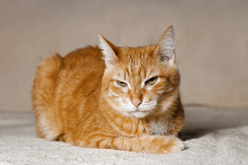 Domestic ginger cat sits on the couch in the room and looks away. Shallow focus.