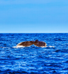 Fototapeta premium Animal Whale Tail