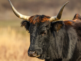 wild tauros, aurochs-like cattle portrait
