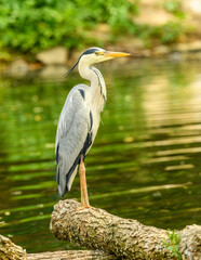 grey heron (Ardea cinerea) standing at water
