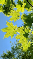 Obraz premium Bright green maple leaves against a clear blue sky, showcasing nature's beauty.