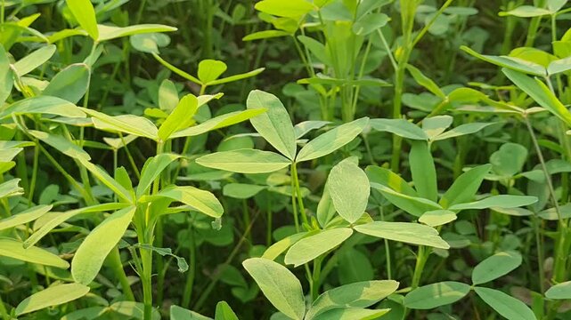 green beans in the garden,saag, animals like cows and buffalo grass ass food 