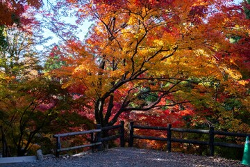 Autumn Leaves in Kyoto, Japan 京都　紅葉