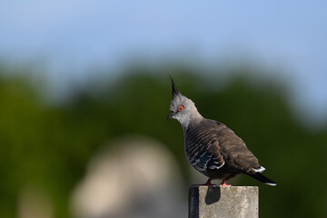 Crested pigeon standing atop a stone structure, its head turned and illuminated by the sun as its crest points upwards