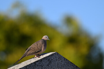 Side view of a spotted dove perched on the slope of a stone structure during a sunny day
