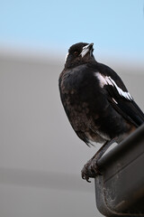 Portrait of an Australian magpie perched up on the metallic gutter of a suburban home, as the bird's head is turned to the side