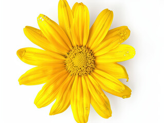 Obraz premium Isolated Yellow Daisy on White Background.