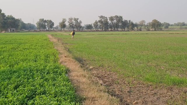 : Khad dalty Hoy,Boy spreading feed to Field,