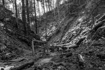 Landscapes - Forest - Europe, Romania, Suceava region 