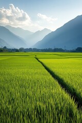 Lush green rice fields with mountains in the background under a bright sky.