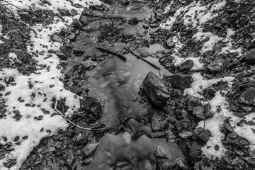 Landscapes - Forest - Europe, Romania, Suceava region 