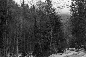 Fototapeta premium Landscapes - Forest - Europe, Romania, Suceava region 