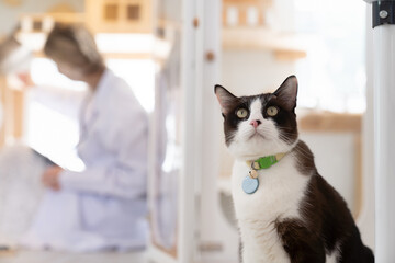 Veterinarian examining cat at animal clinic, veterinary , medical or pet treatment. Feline woman...