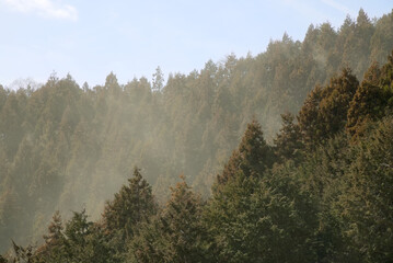 杉花粉の飛散で白く霞む山林