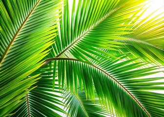 Obraz premium Beautiful Long Exposure of Isolated Coconut Leaves on White Background Perfect for Tropical Summer Design Elements and Creative Projects