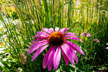 Purple daisy flower in summer garden