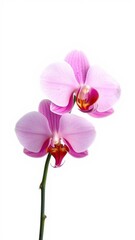Obraz premium Pink orchid with delicate petals and a vibrant hue isolated on a clean white background, orchid, beauty
