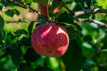 Obraz premium Korean apple hanging from the tree