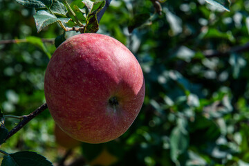 Korean apple hanging from the tree