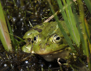Barrenringelnatter (Natrix helvetica)