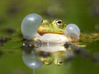 Barrenringelnatter (Natrix helvetica)